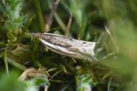 Ancylis apicella