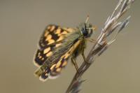 Carterocephalus palaemon