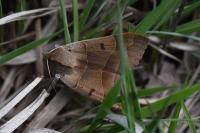 Minucia lunaris