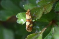 Aethes tesserana
