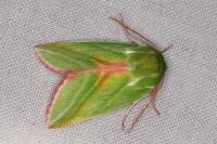 Pseudoips prasinanus