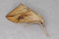 Evergestis forficalis