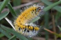 Lasiocampa trifolii trifolii