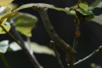 Colotois pennaria