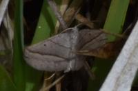 Scotopteryx