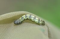 Agriopis leucophaearia