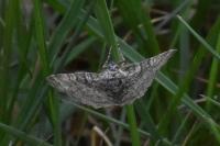 Lobophora halterata