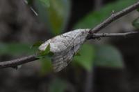 Aplocera