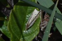 Ancylis apicella