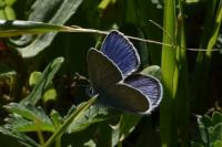 Cyaniris semiargus