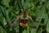 Hemaris tityus