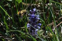 Hemaris tityus