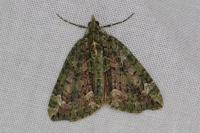 Chloroclysta siterata