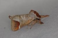 Clostera curtula