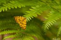 Pseudopanthera macularia