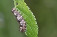 Nola cucullatella