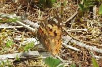 Vanessa cardui