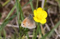 Coenonympha pamphilus
