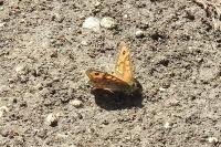 Lasiommata megera