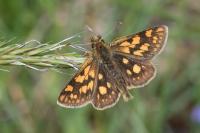 Carterocephalus palaemon