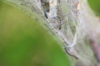 Eriogaster lanestris