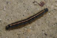 Malacosoma neustria