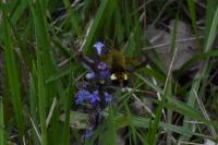 Hemaris fuciformis