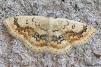Cyclophora annularia