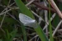 Cabera exanthemata