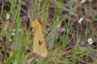 Diacrisia sannio