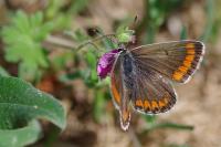 Aricia agestis