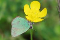Callophrys rubi