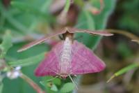 Scopula rubiginata