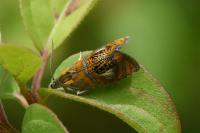 Olethreutes arcuella