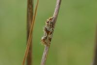 Aethes hartmanniana