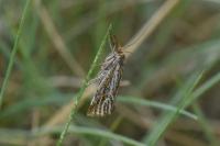 Thisanotia chrysonuchella