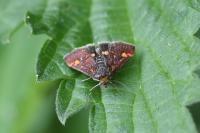 Pyrausta aurata