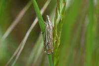 Crambus lathoniellus