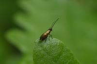 Micropterix aruncella