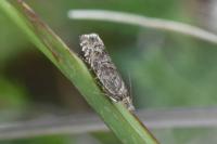 Dichrorampha