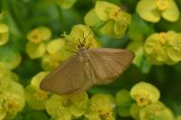 Minoa murinata
