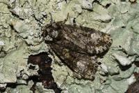 Craniophora ligustri