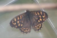 Pararge aegeria