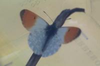 Anthocharis cardamines