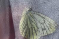 Pieris napi
