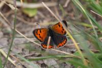 Lycaena phlaeas