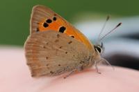 Lycaena phlaeas