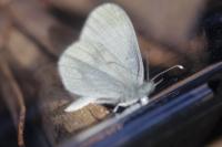 Leptidea sinapis