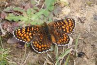 Melitaea phoebe