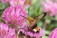 Hemaris fuciformis